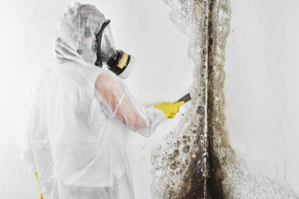 Best Mold Damage Repair  in Mission Bend, TX