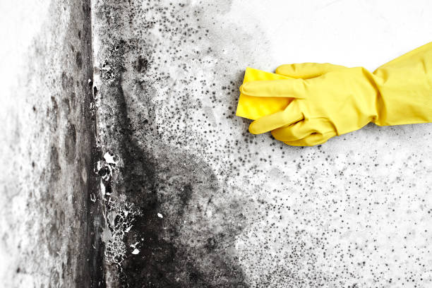 Mold Removal and Inspection in Mission Bend, TX