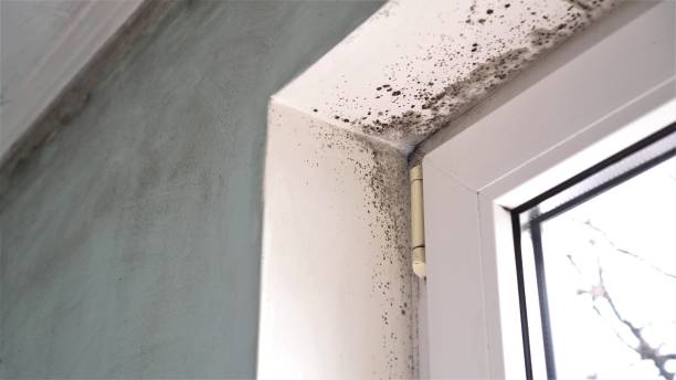 Professional Mold Removal in Mission Bend, TX