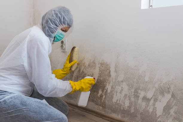 Best Black Mold Removal  in Mission Bend, TX