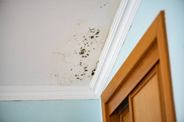 Best Commercial Mold Removal  in Mission Bend, TX