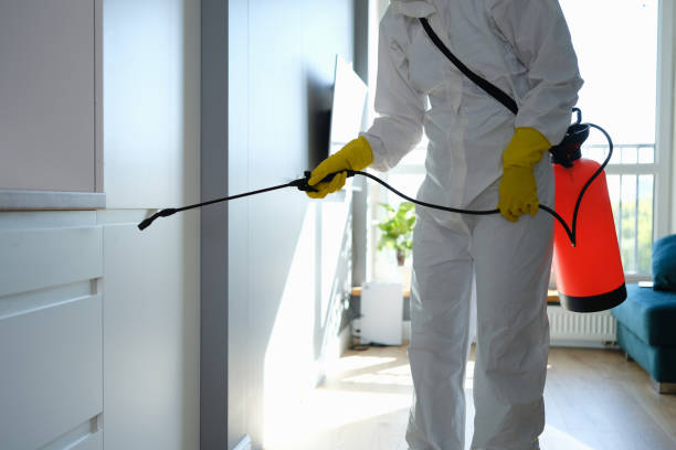 Best Same-Day Mold Removal  in Mission Bend, TX