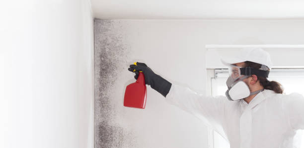 Best Residential Mold Removal  in Mission Bend, TX