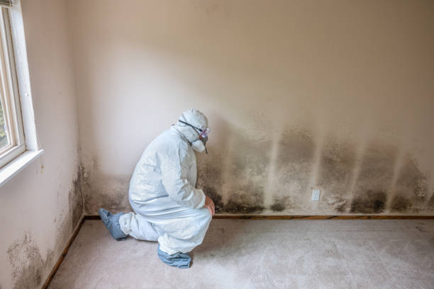 Best Toxic Mold Removal  in Mission Bend, TX